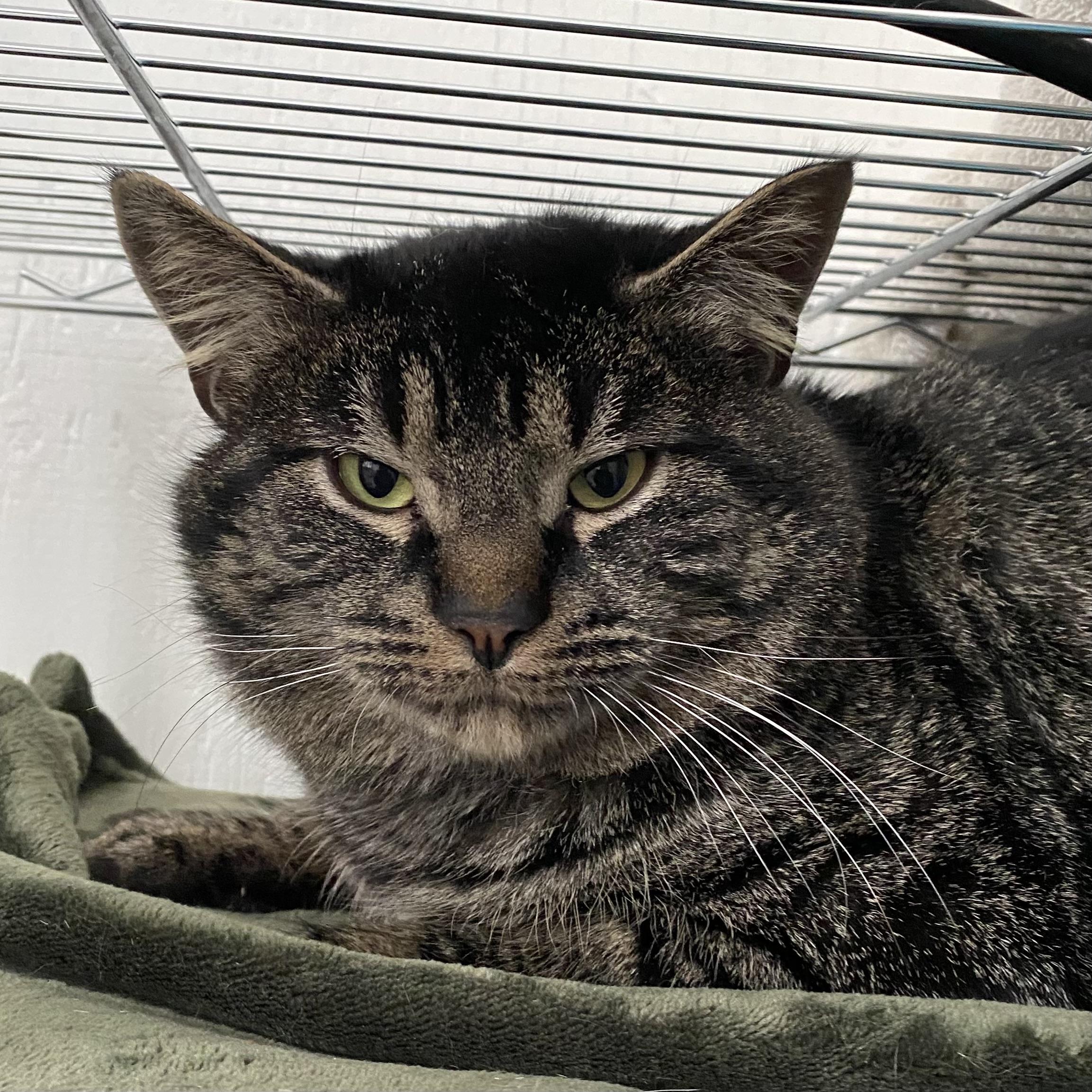 Enlarge Drake, a ADOPTABLE Tabby in Stanstead, QC image 1/5