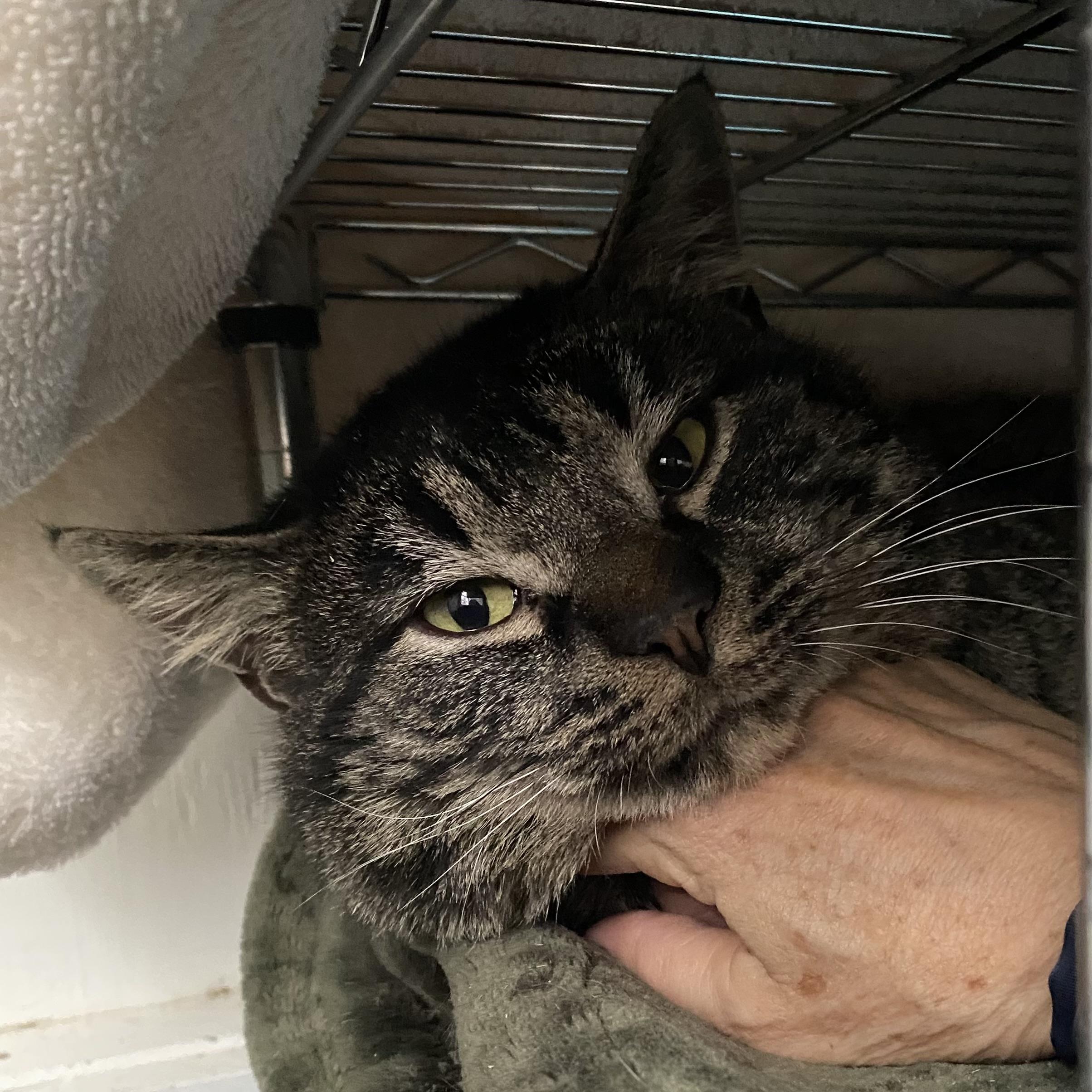 Enlarge Drake, a ADOPTABLE Tabby in Stanstead, QC image 4/5