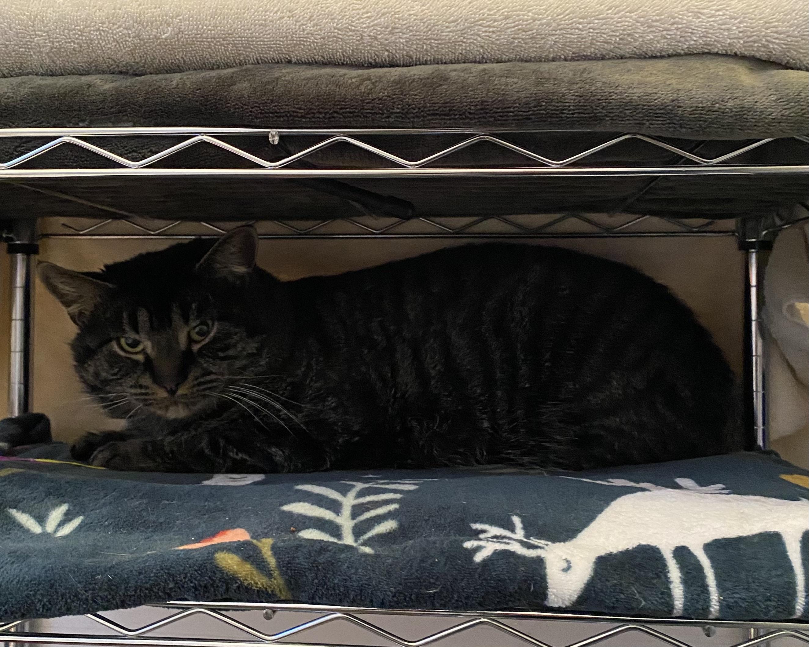 Enlarge Drake, a ADOPTABLE Tabby in Stanstead, QC image 5/5