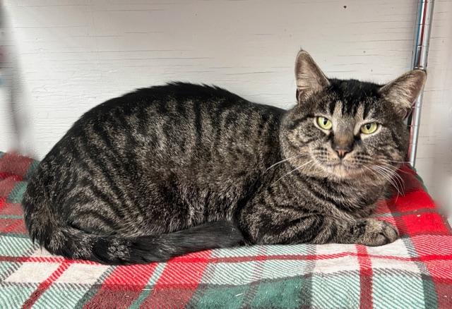 Enlarge Drake, a ADOPTABLE Tabby in Stanstead, QC image 2/6