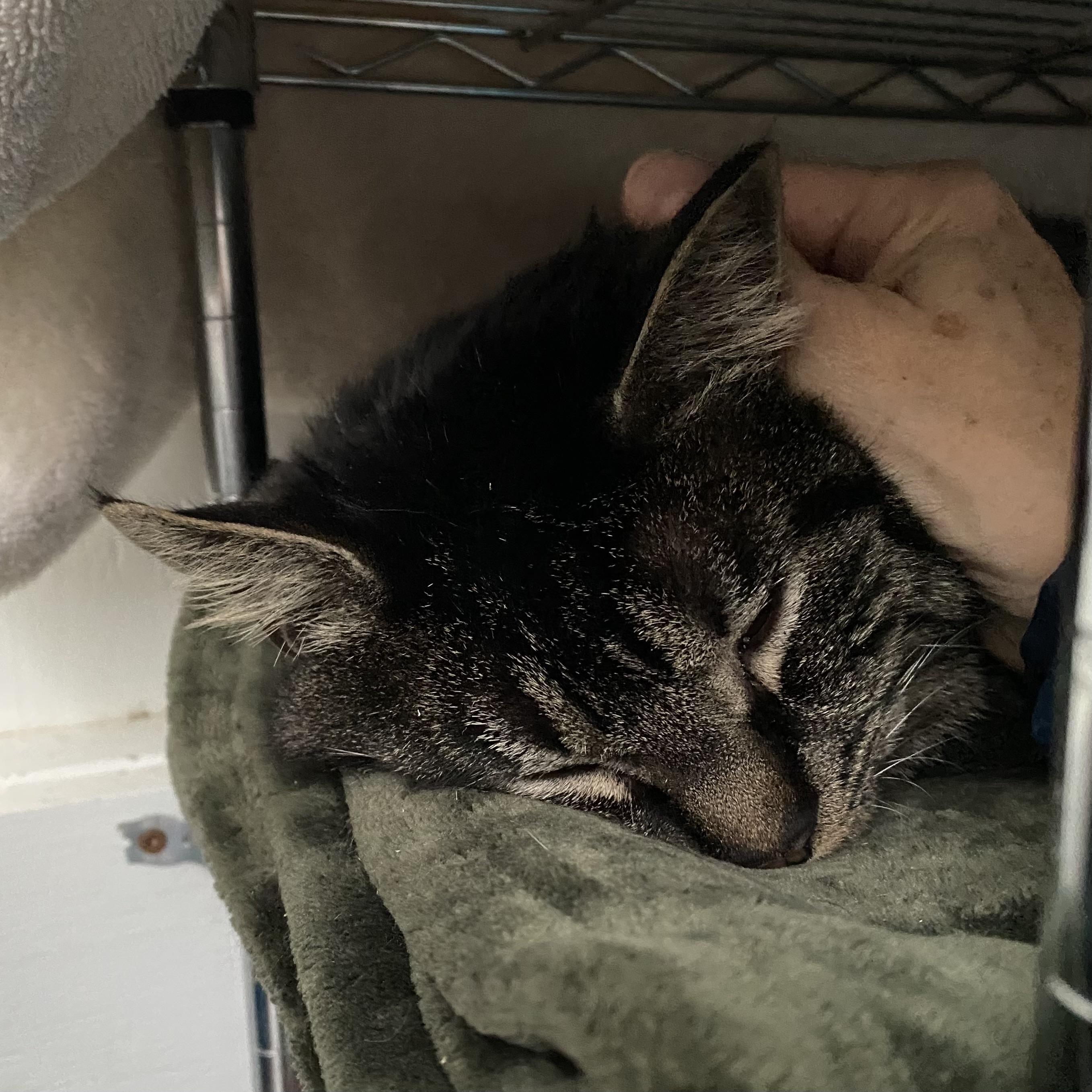 Enlarge Drake, a ADOPTABLE Tabby in Stanstead, QC image 3/5