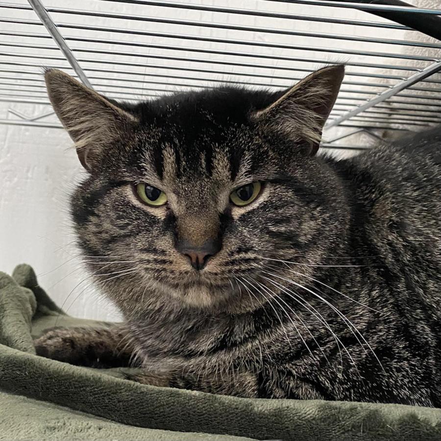 Drake, ADOPTABLE, Adult Male Tabby.
