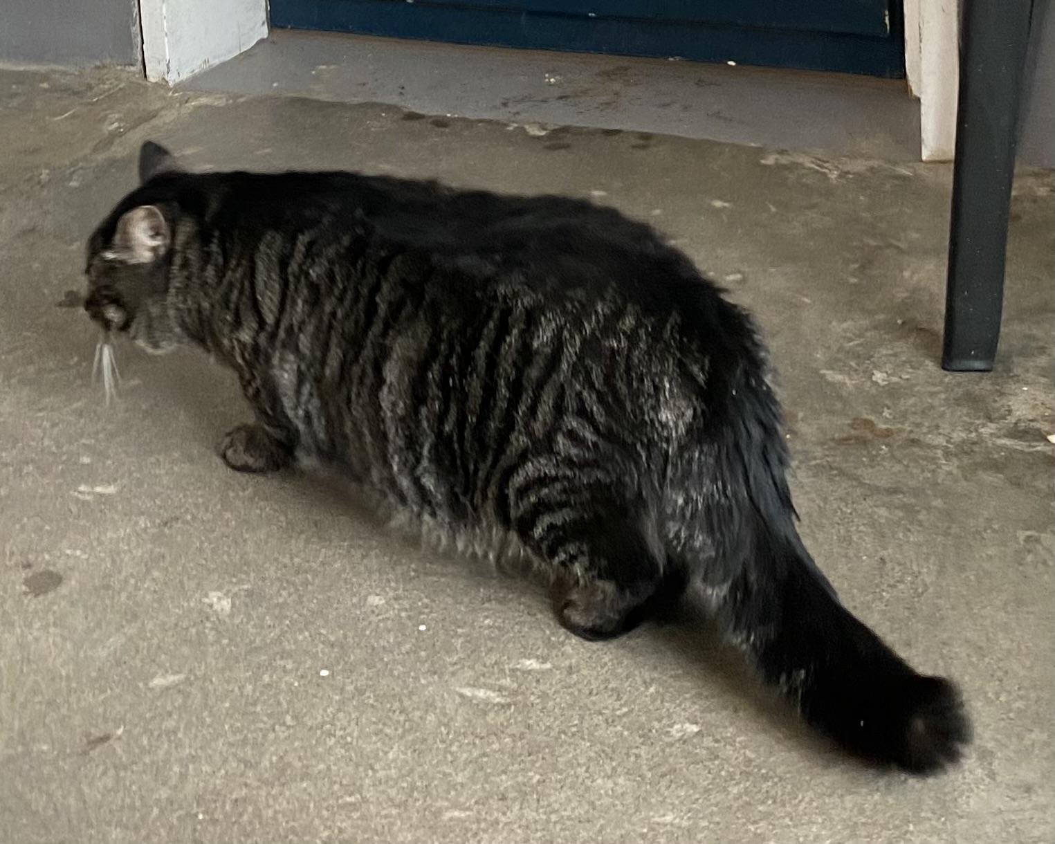 Enlarge Drake, a ADOPTABLE Tabby in Stanstead, QC image 6/6