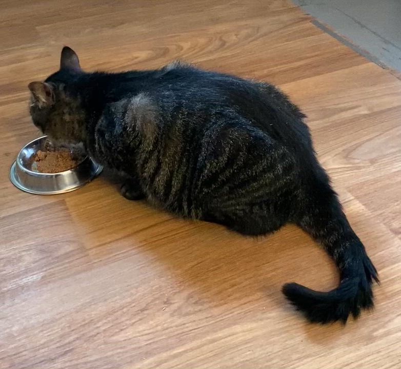 Enlarge Drake, a ADOPTABLE Tabby in Stanstead, QC video 5/6