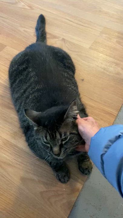 Enlarge Drake, a ADOPTABLE Tabby in Stanstead, QC video 4/6