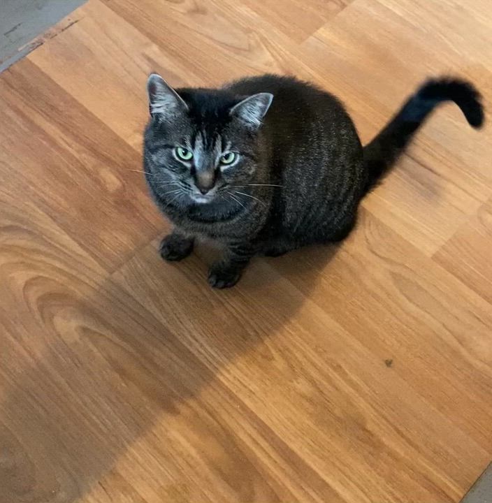 Enlarge Drake, a ADOPTABLE Tabby in Stanstead, QC video 3/6