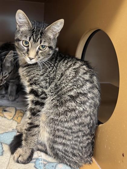 Scruff -Fee sponsored, To be adopted w/bro, Puff, Adoptable, Kitten Male Domestic Short Hair & Domestic Short Hair.