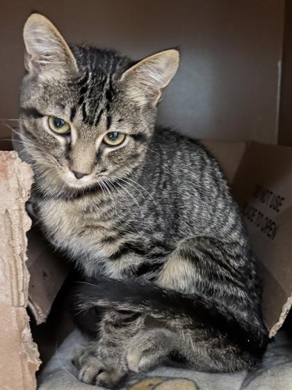 Scruff -Fee sponsored, To be adopted w/bro, Puff, a Adoptable mixed breed in Seneca, SC image 2/3