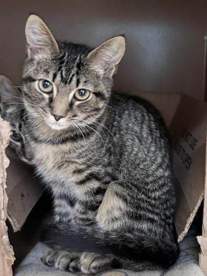Scruff -Fee sponsored, To be adopted w/bro, Puff, a Adoptable mixed breed in Seneca, SC image 3/3