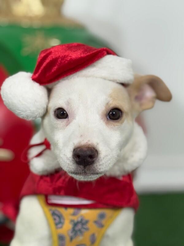 Enlarge Sun, a Adoptable mixed breed in Sacramento, CA image 1/1