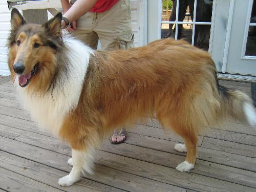 Enlarge Kahless, a Adopted Collie in Chantilly, VA image 1/3