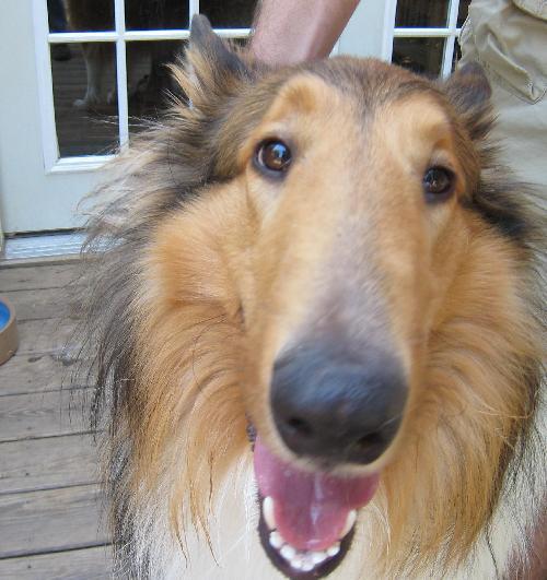 Enlarge Kahless, a Adopted Collie in Chantilly, VA image 2/3