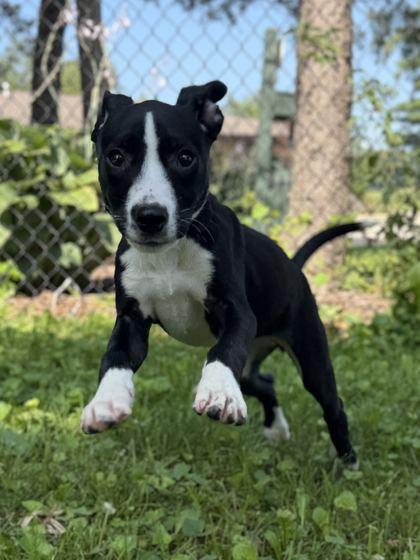 Enlarge Sage, a Adoptable mixed breed in Jefferson, WI image 3/3