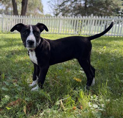 Enlarge Sage, a Adoptable mixed breed in Jefferson, WI image 2/3