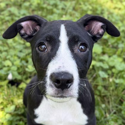 Sage, Adoptable, Puppy Female Labrador Retriever.