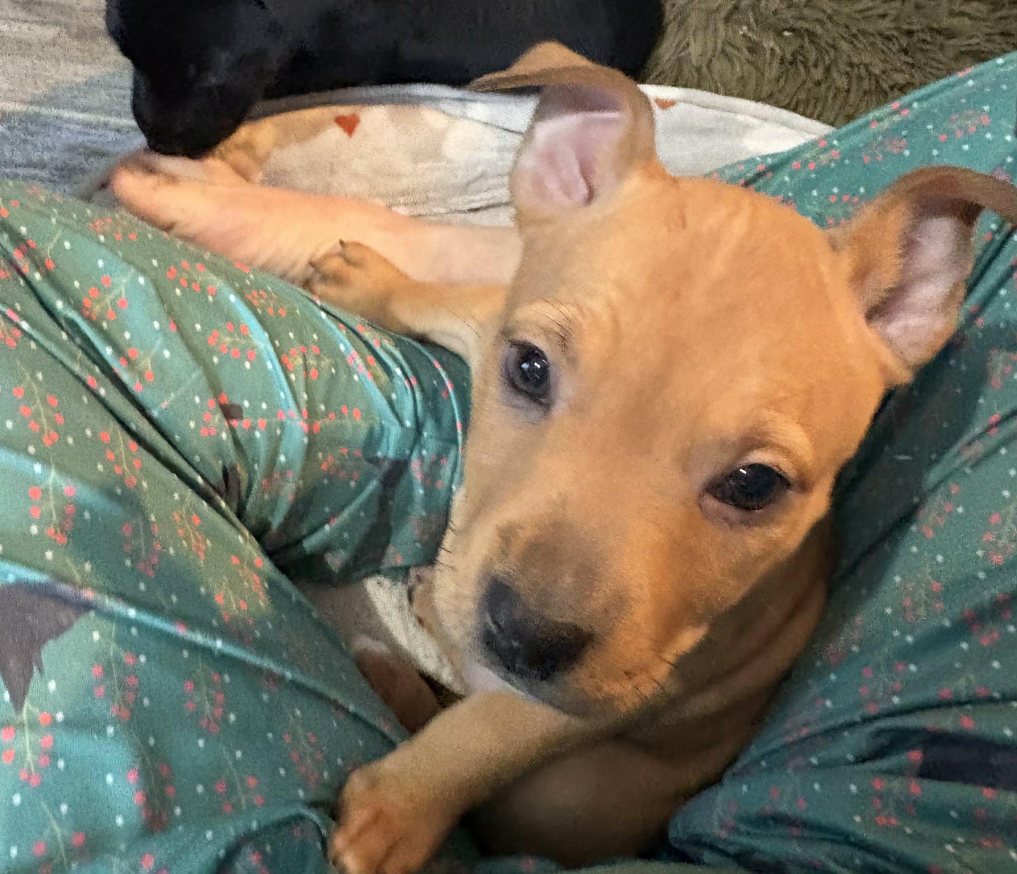Honey, Adoptable, Puppy Female Terrier.