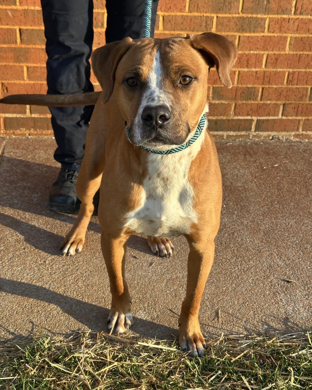 Flynn, ADOPTABLE, Adult Male Boxer.