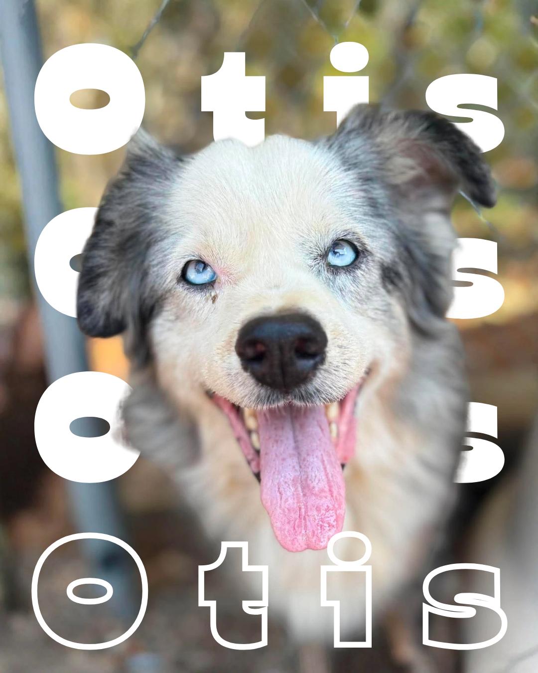 Enlarge Otis, a Adoptable Australian Shepherd in Redfield, AR image 1/5