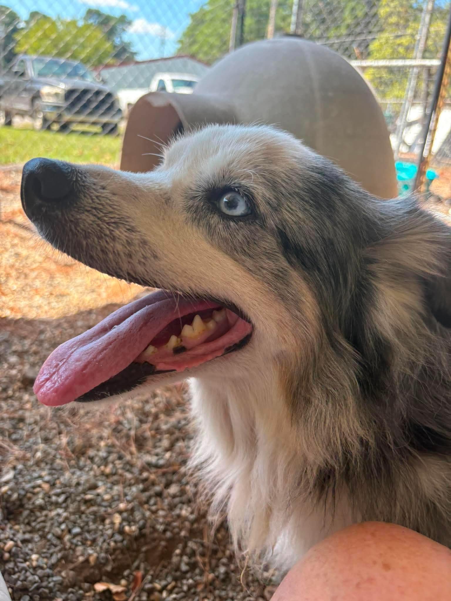 Enlarge Otis, a Adoptable Australian Shepherd in Redfield, AR image 5/5