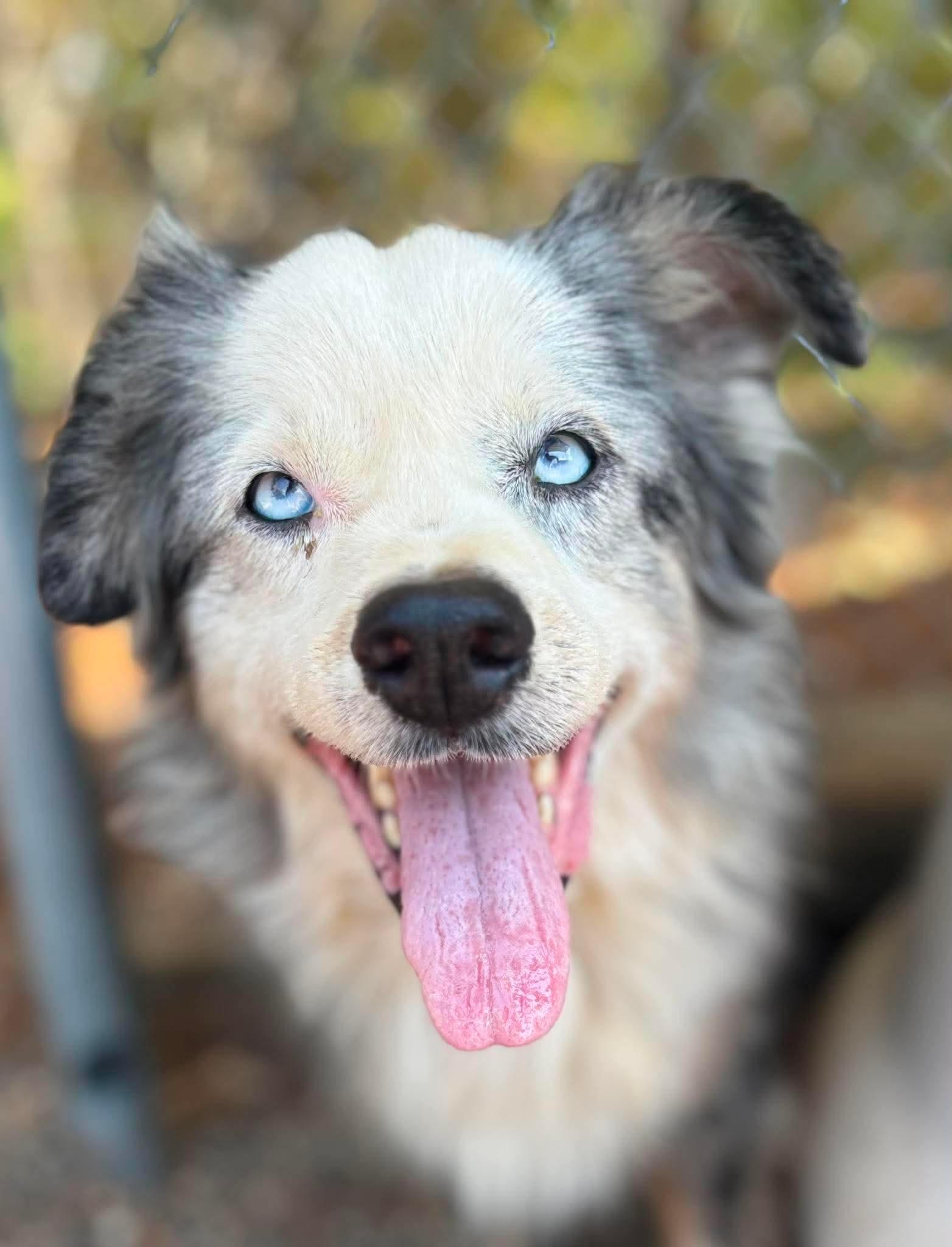 Enlarge Otis, a Adoptable Australian Shepherd in Redfield, AR image 3/5