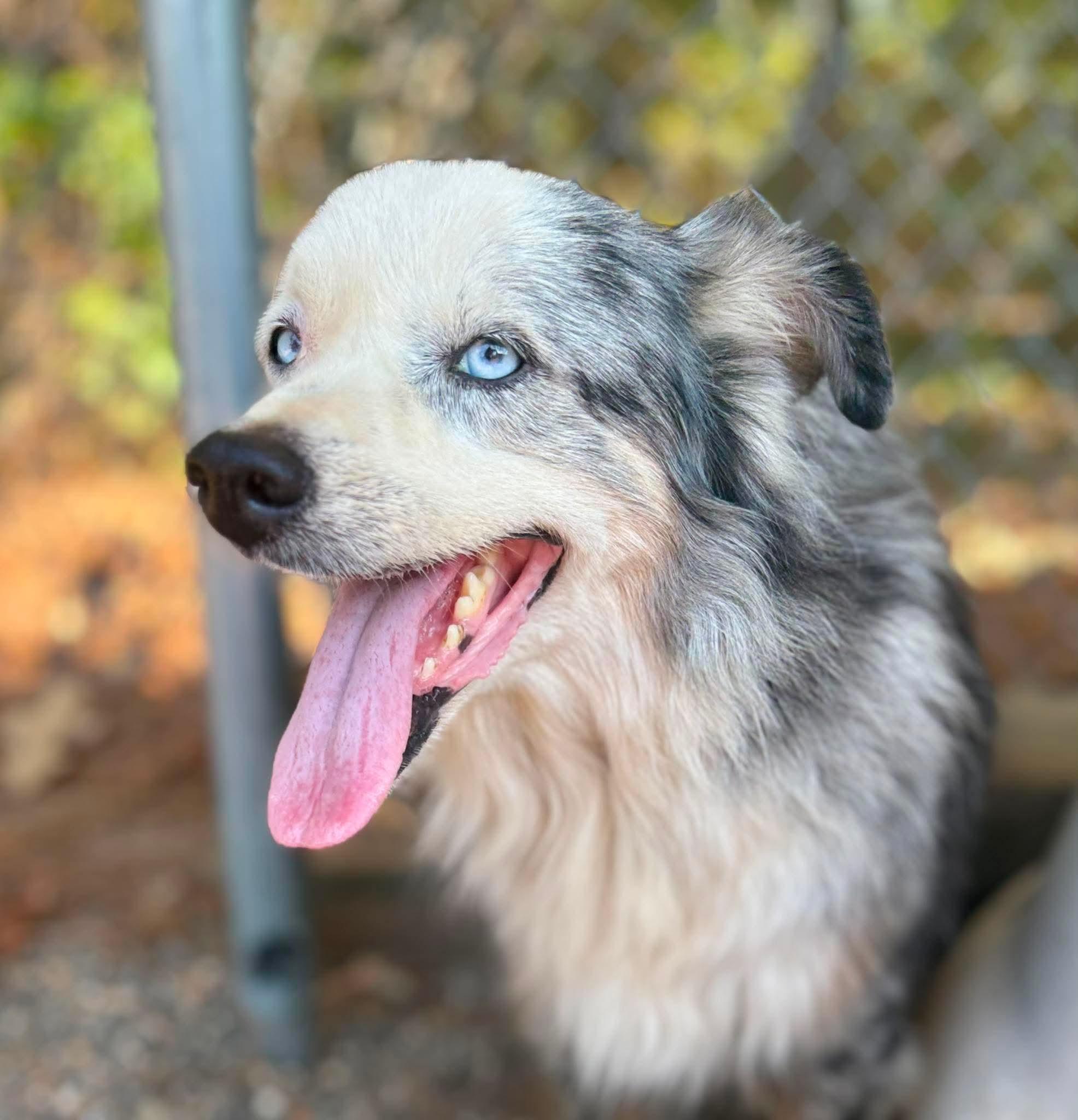 Enlarge Otis, a Adoptable Australian Shepherd in Redfield, AR image 2/5