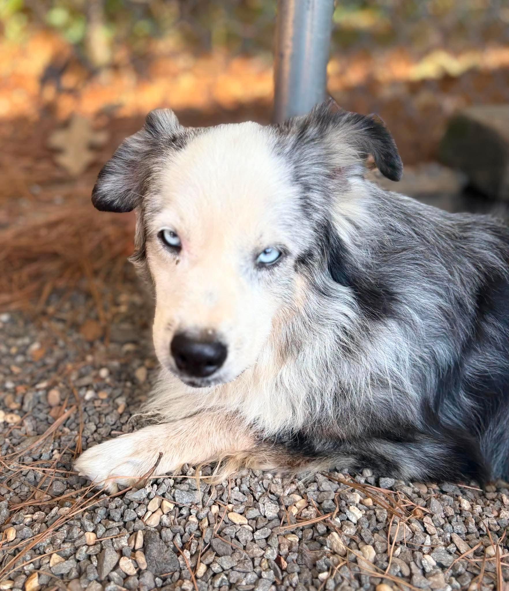 Enlarge Otis, a Adoptable Australian Shepherd in Redfield, AR image 4/5
