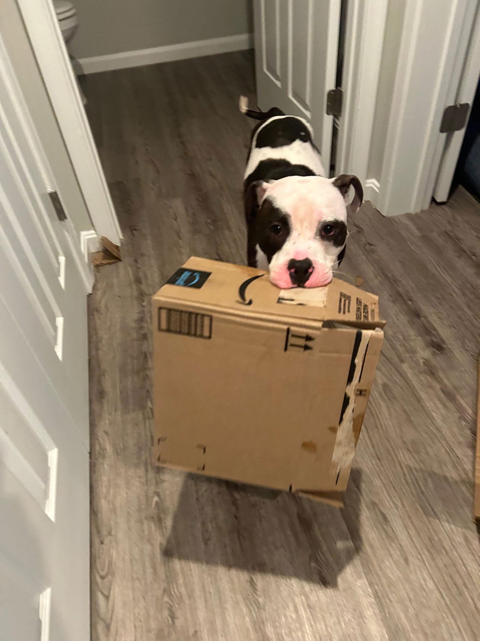 Enlarge Clinton, a Adoptable Pit Bull Terrier in Rockville, MD image 1/3