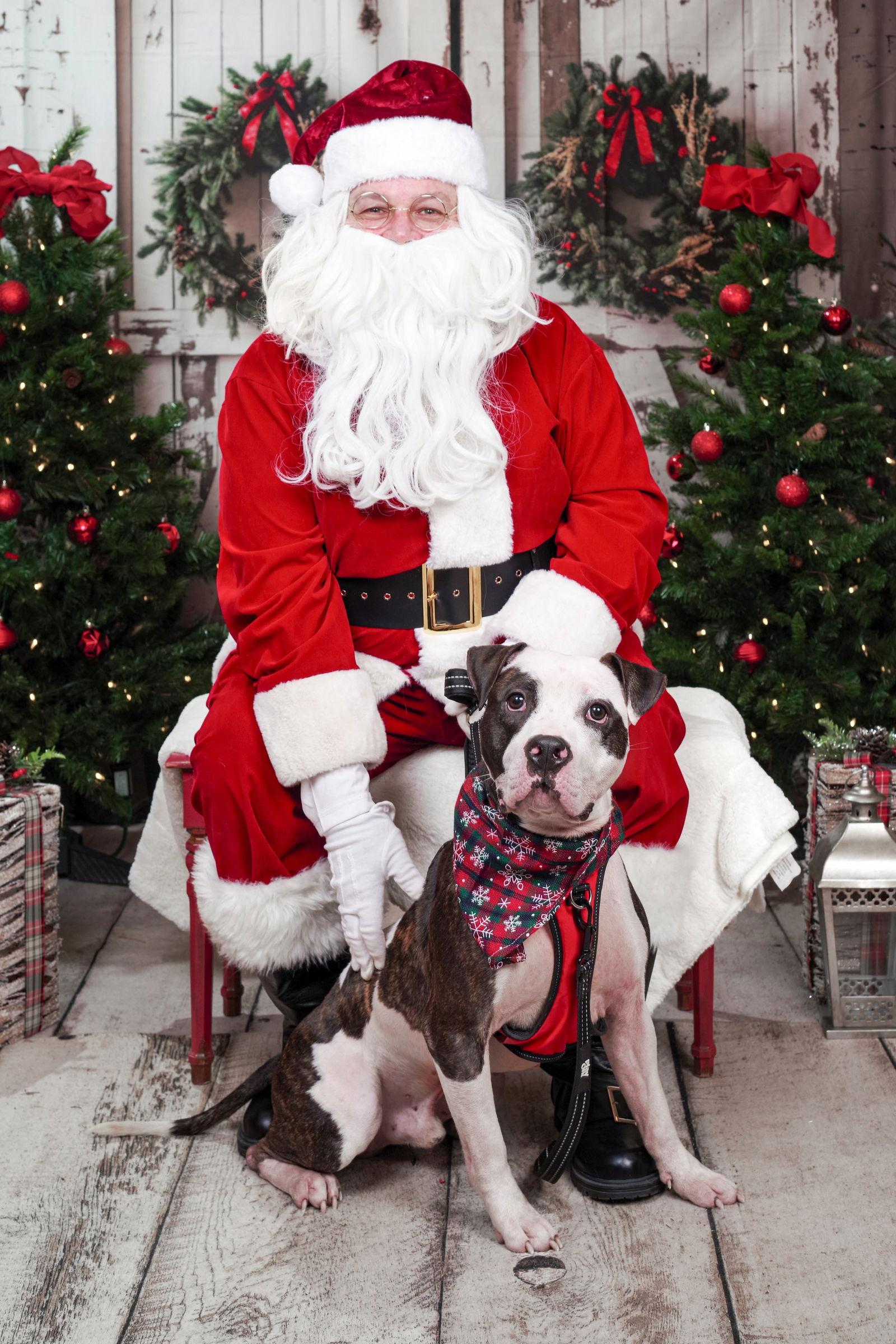 Enlarge Clinton, a Adoptable Pit Bull Terrier in Rockville, MD image 2/3