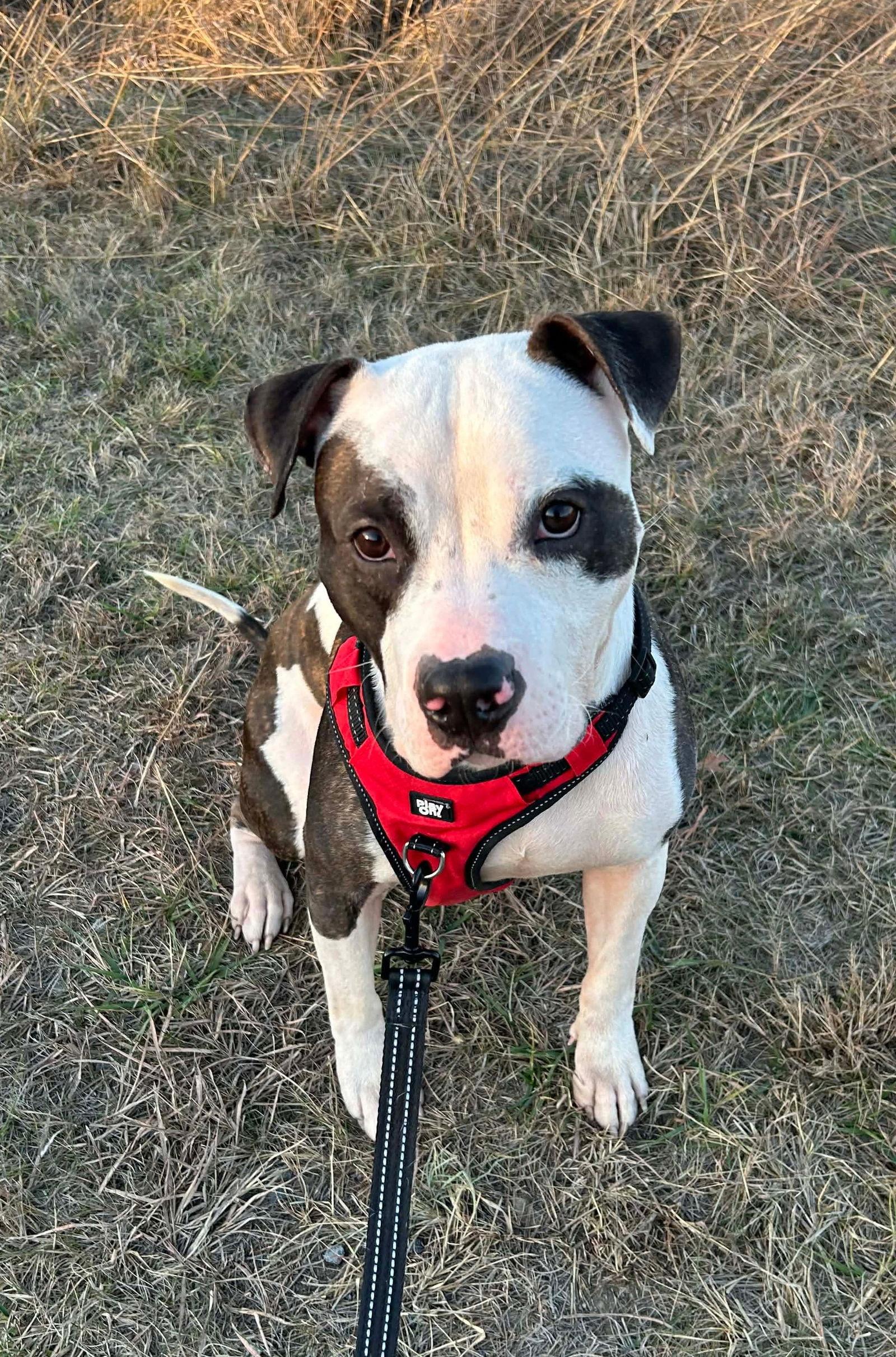 Enlarge Clinton, a Adoptable Pit Bull Terrier in Rockville, MD image 3/3