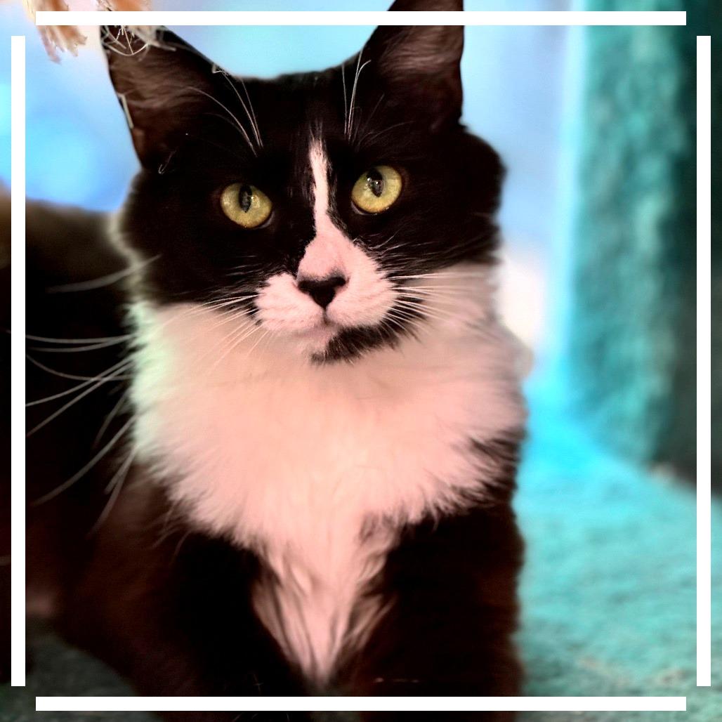 Claire, Adoptable, Adult Female Domestic Medium Hair.