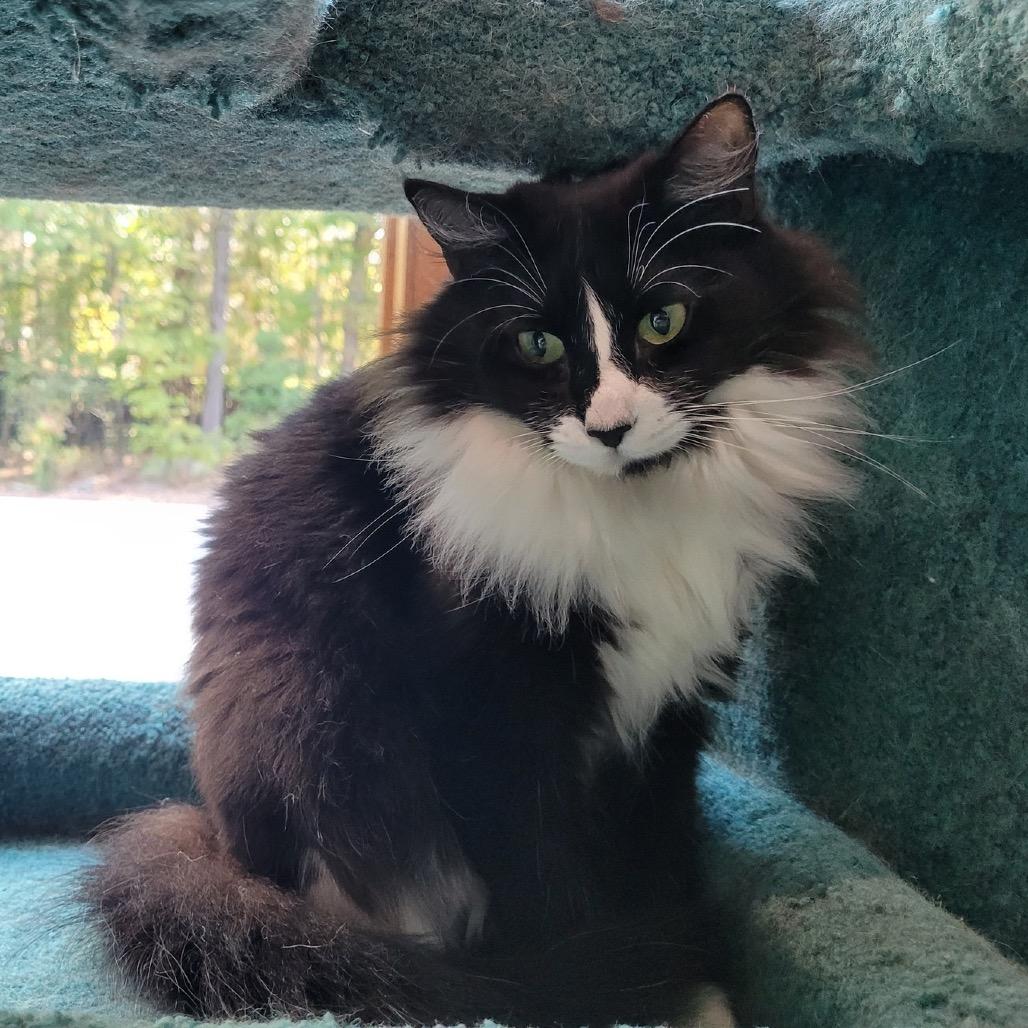 Claire, a Adoptable Domestic Medium Hair in Cumming, GA image 2/2