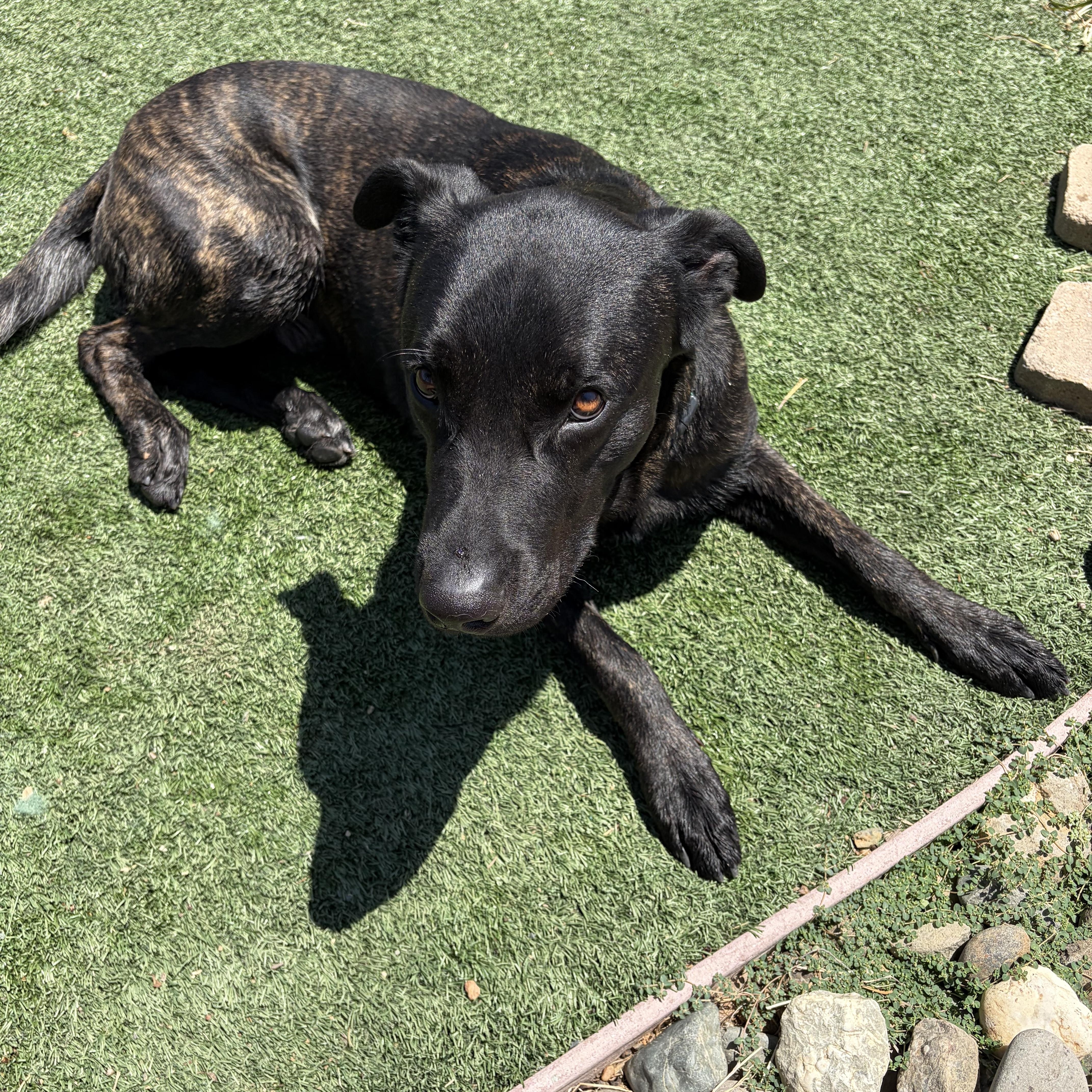 Parker, ADOPTABLE, Young Male Black Labrador Retriever & Dutch Shepherd.
