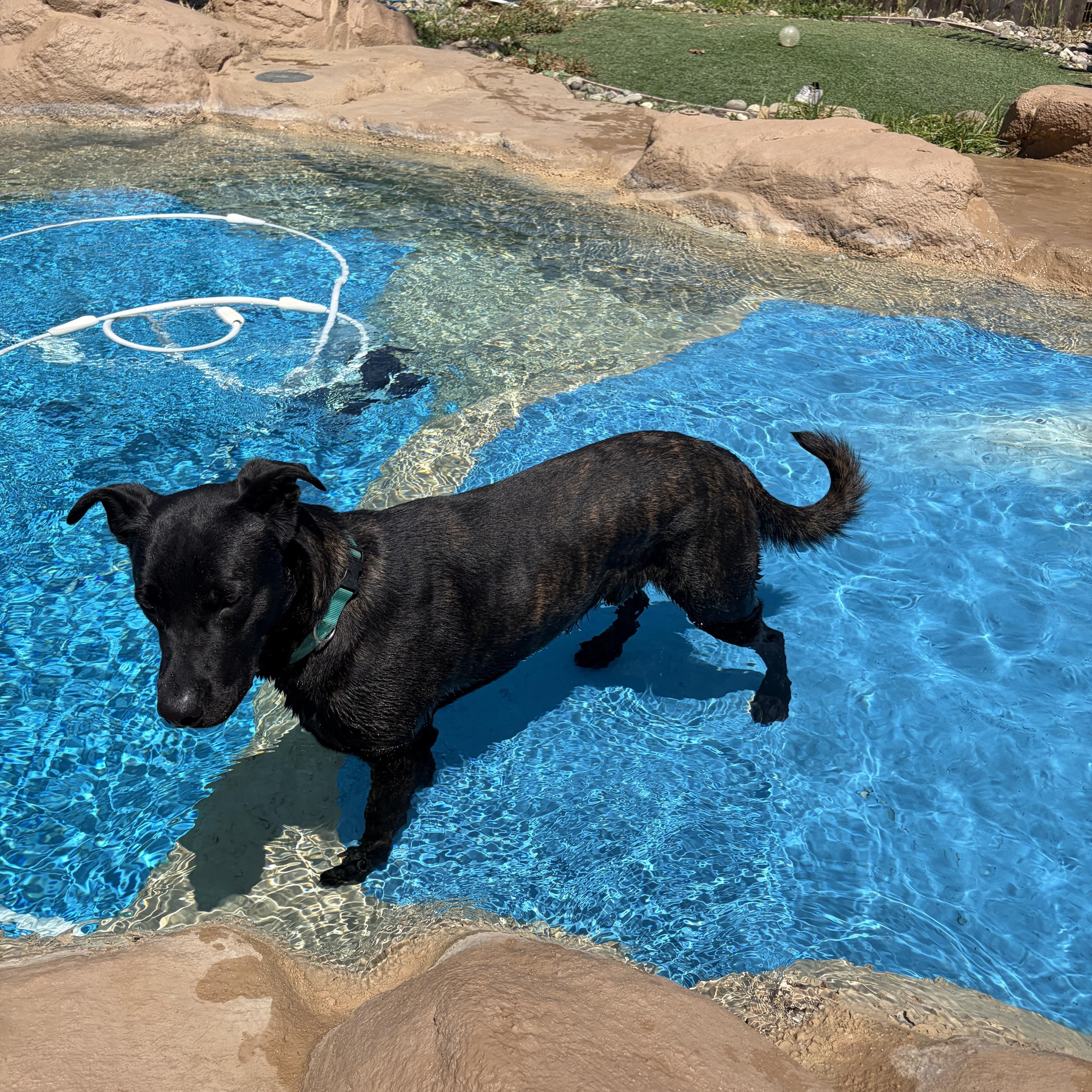 Parker, a ADOPTABLE mixed breed in Penryn, CA image 5/5