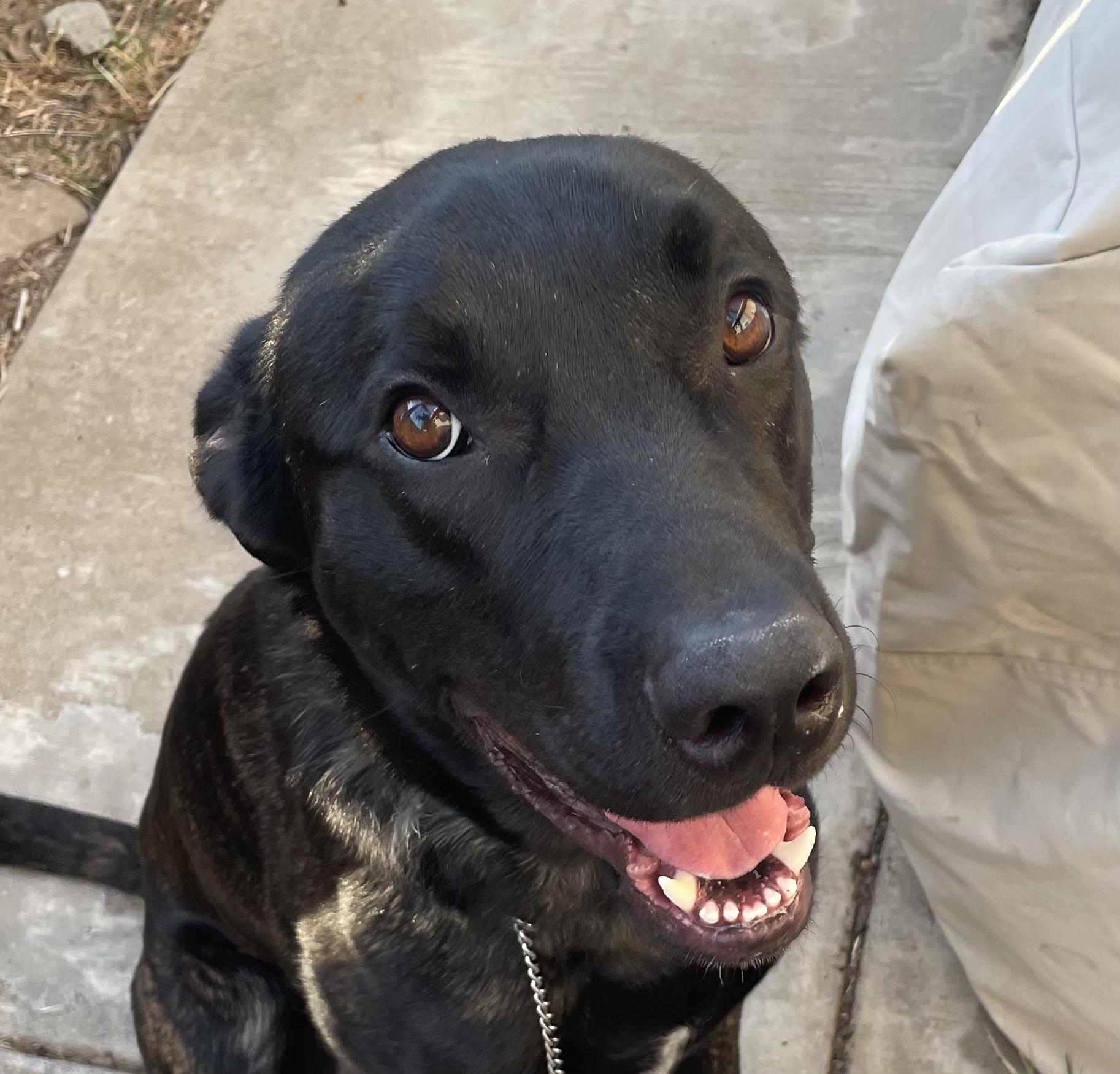 Parker, a ADOPTABLE mixed breed in Penryn, CA image 2/5