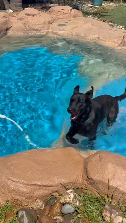 Enlarge Parker, a ADOPTABLE mixed breed in Penryn, CA video 3/5