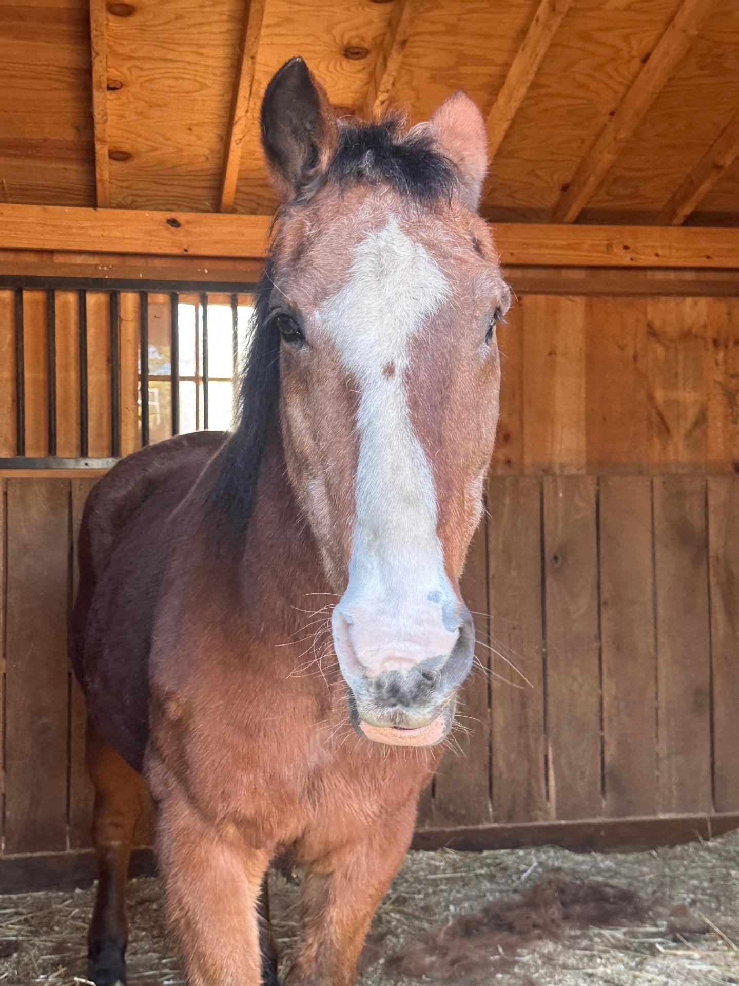 Loki, Adoptable, Adult Male Mustang.