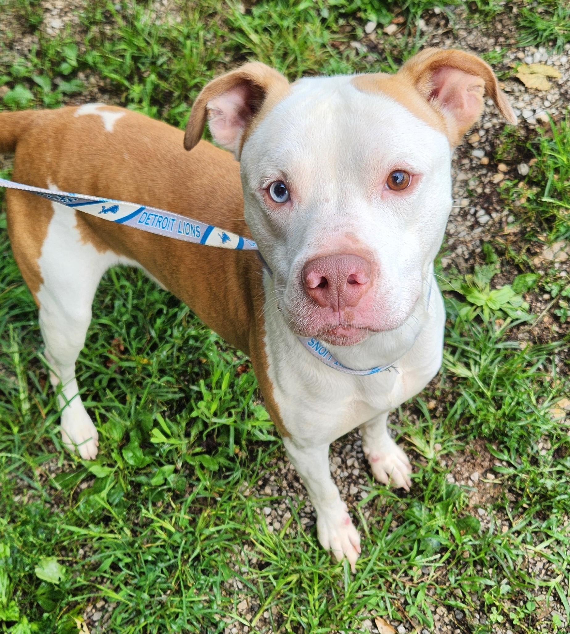 Cannon Ball, a Adoptable Pit Bull Terrier in Berea, KY image 1/2