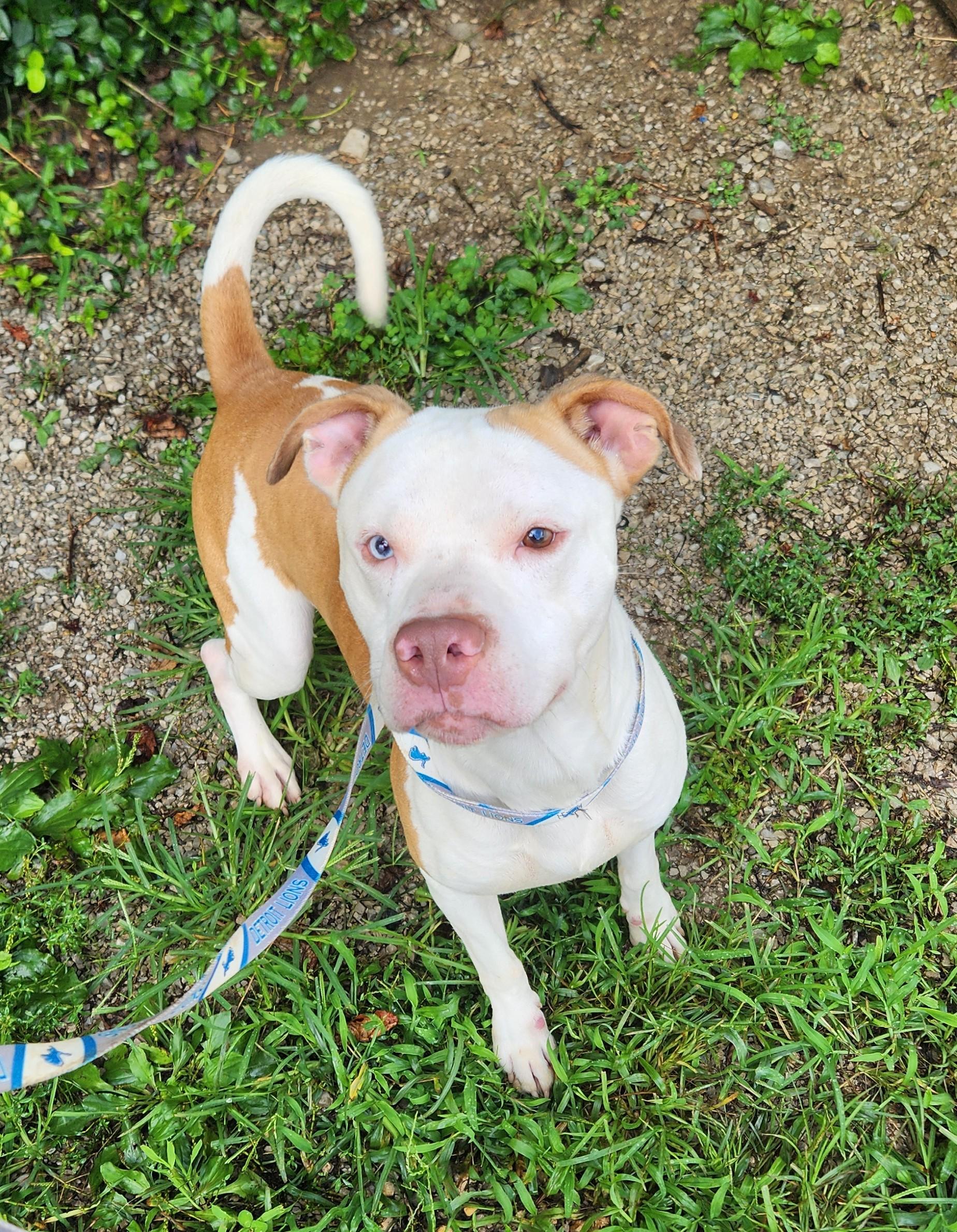 Cannon Ball, a Adoptable Pit Bull Terrier in Berea, KY image 2/2