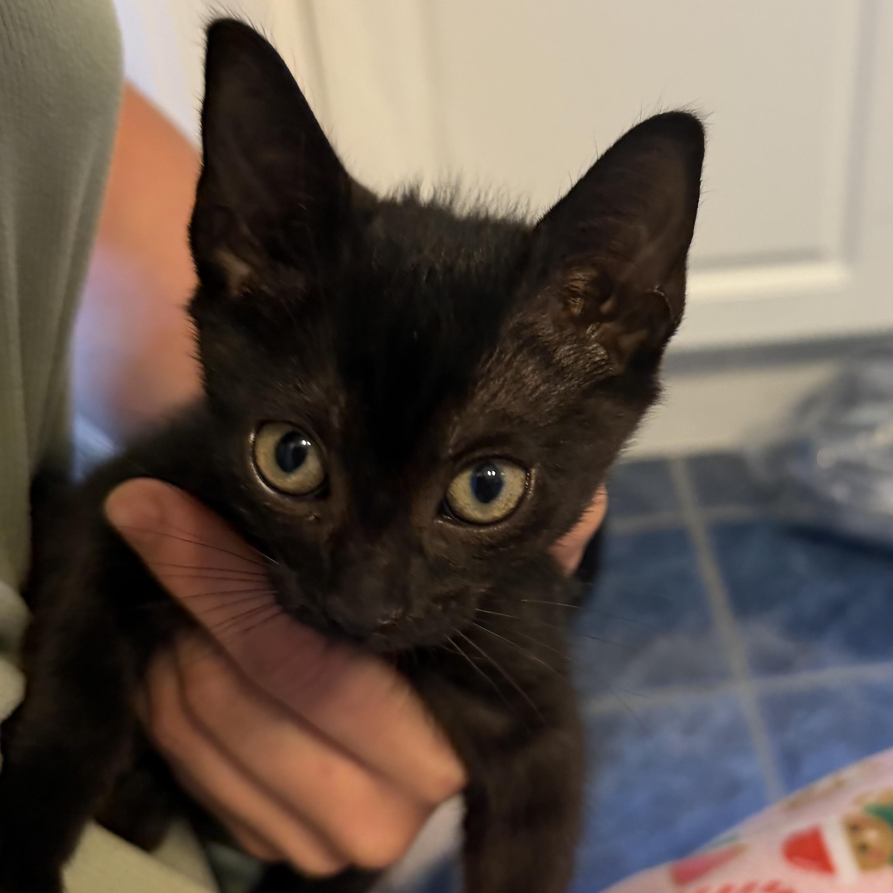 Enlarge Finn, an adopted mixed breed in Ridgefield, CT image 2/6