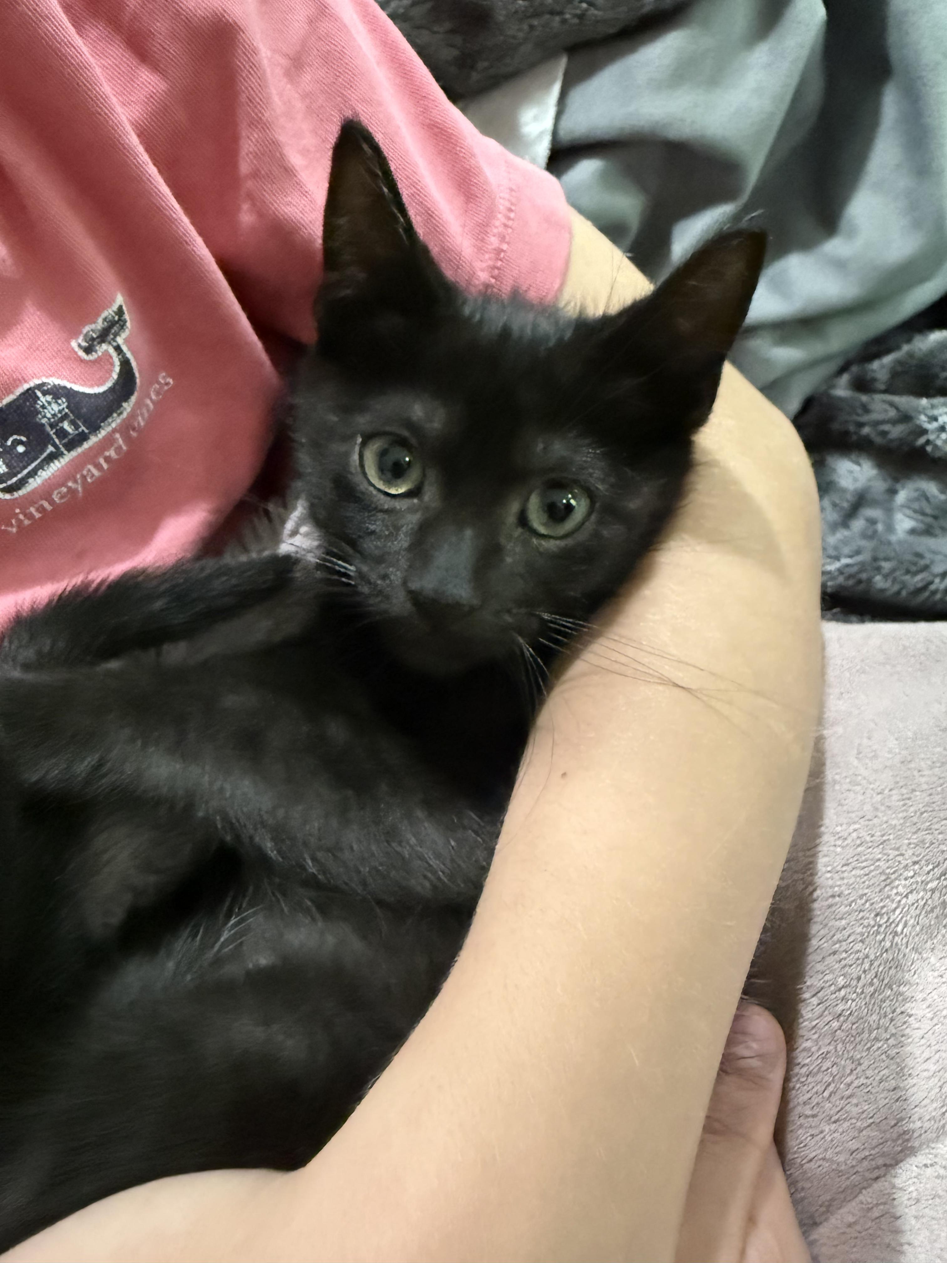 Finn, adopted, Kitten Male Bombay & Siamese.