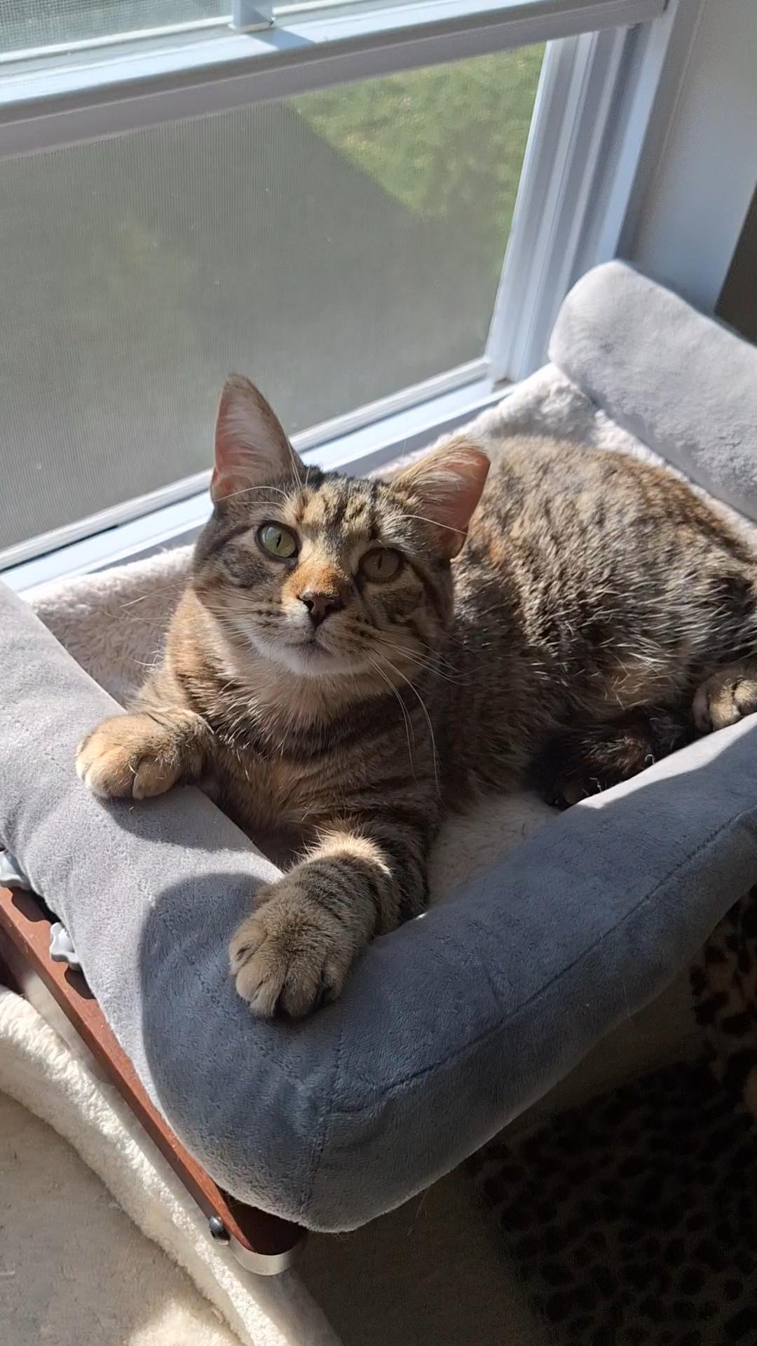 Rose, a Adoptable Domestic Short Hair in BUTLER, PA image 1/6