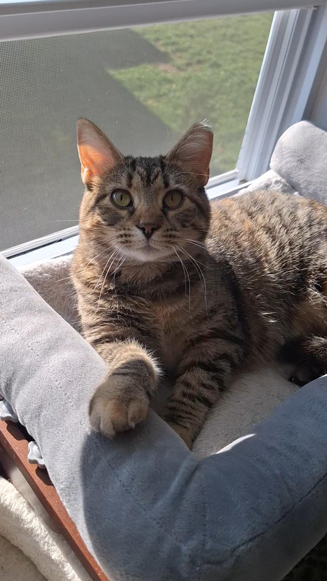 Rose, a Adoptable Domestic Short Hair in BUTLER, PA image 2/6