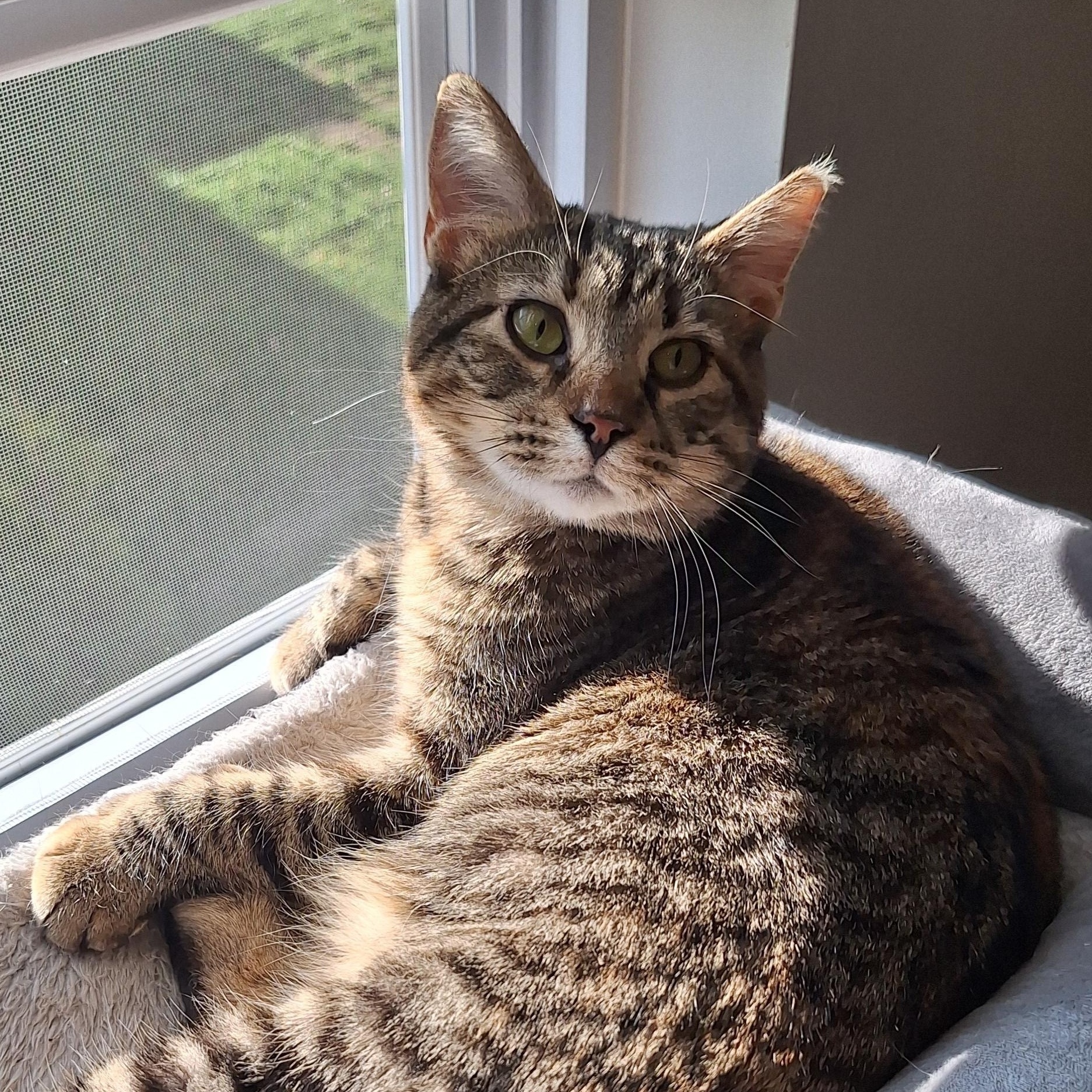 Rose, a Adoptable Domestic Short Hair in BUTLER, PA image 3/6