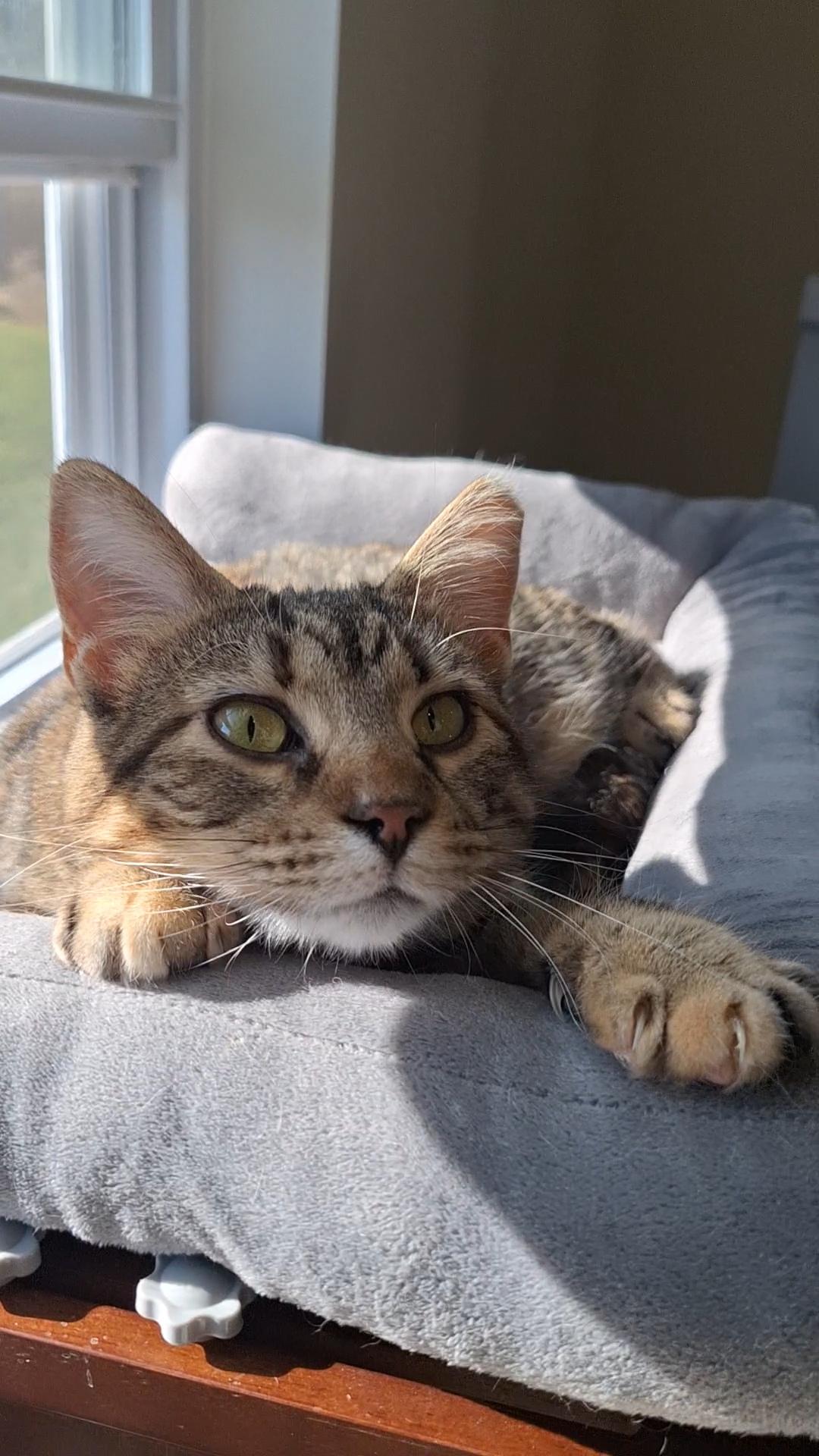 Rose, a Adoptable Domestic Short Hair in BUTLER, PA image 4/6