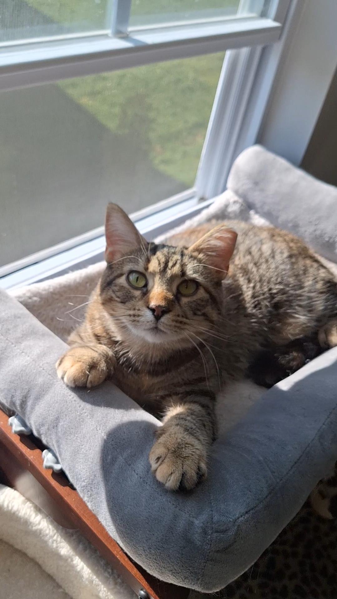 Rose, a Adoptable Domestic Short Hair in BUTLER, PA image 5/6