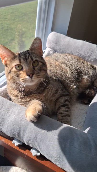 Enlarge Rose, a Adoptable Domestic Short Hair in BUTLER, PA video 6/6