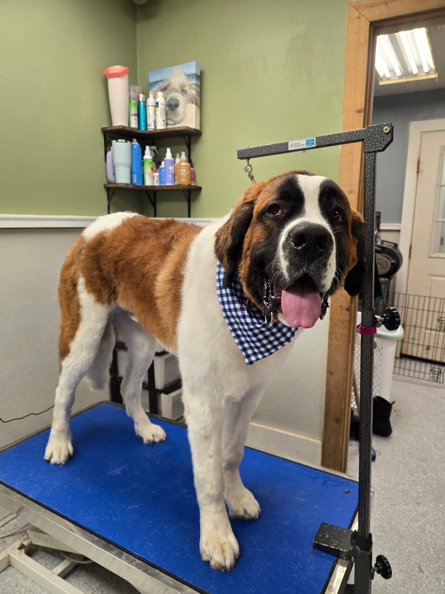 Enlarge Crosby, a ADOPTABLE Saint Bernard in Pittsburgh, PA image 1/4