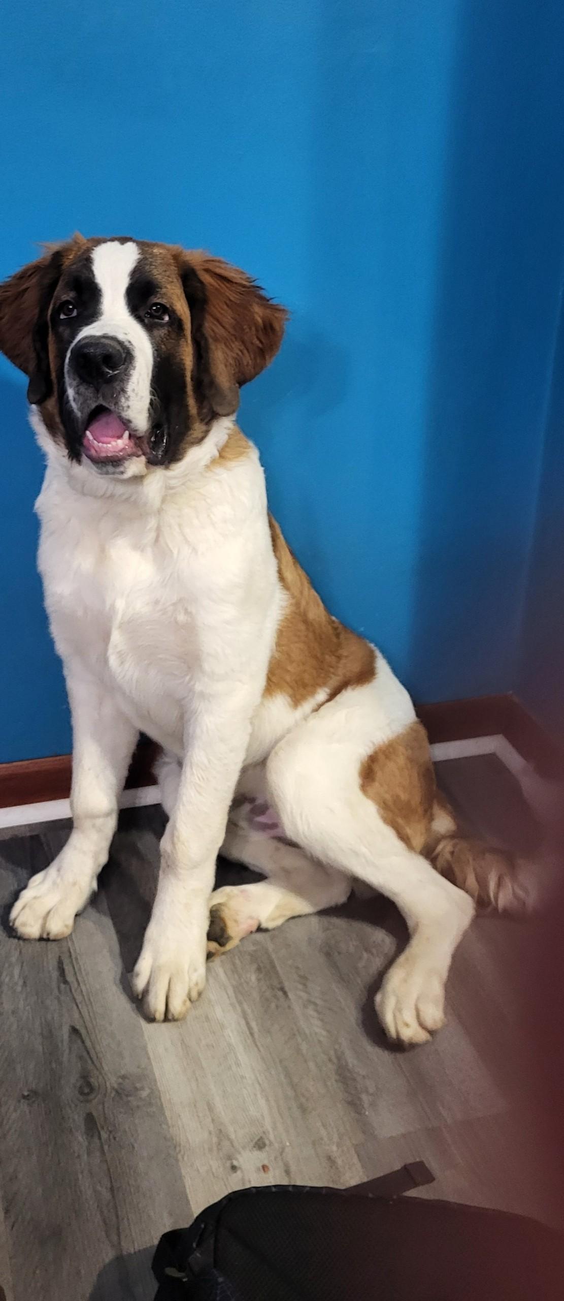 Enlarge Crosby, a ADOPTABLE Saint Bernard in Pittsburgh, PA image 2/4