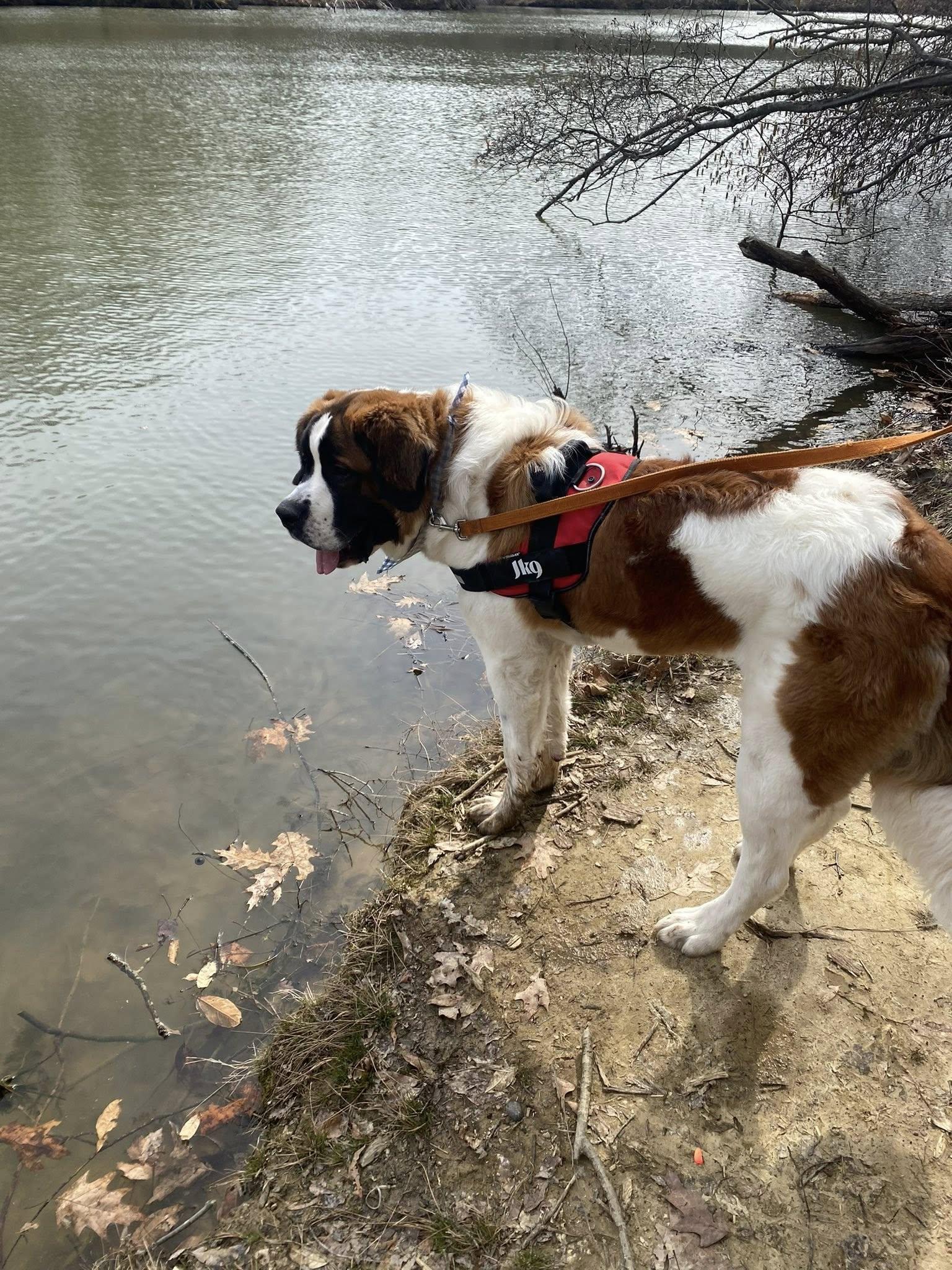 Enlarge Crosby, a ADOPTABLE Saint Bernard in Pittsburgh, PA image 3/4