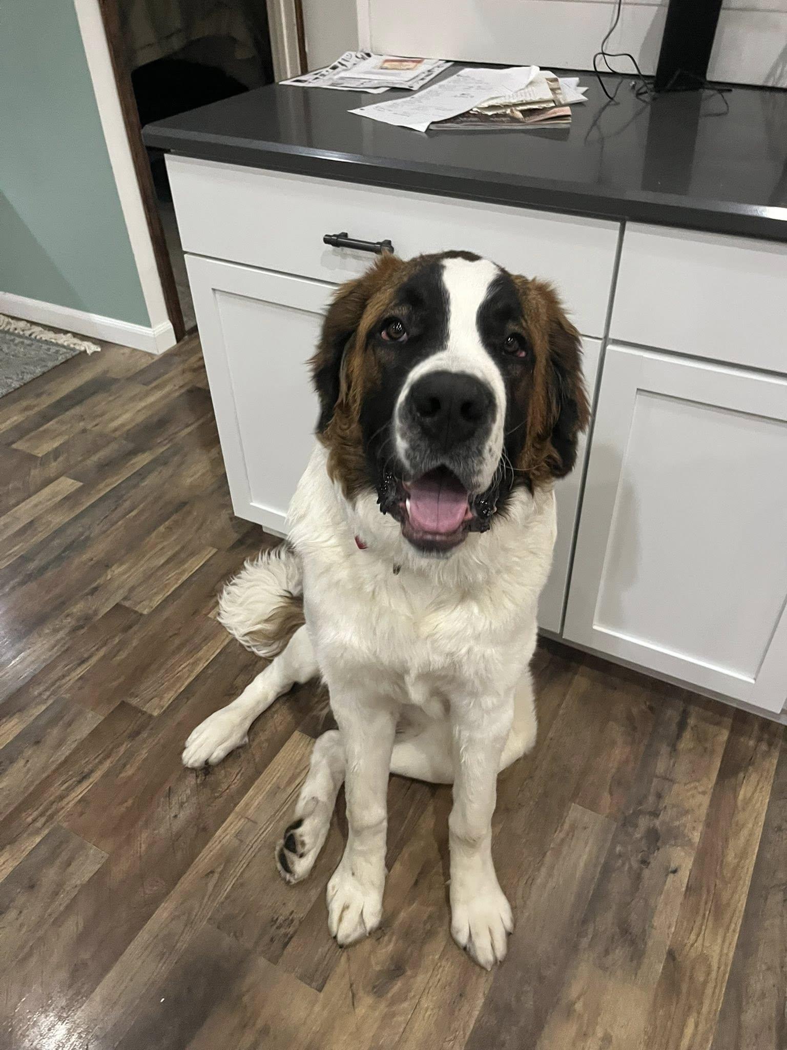 Enlarge Crosby, a ADOPTABLE Saint Bernard in Pittsburgh, PA image 4/4